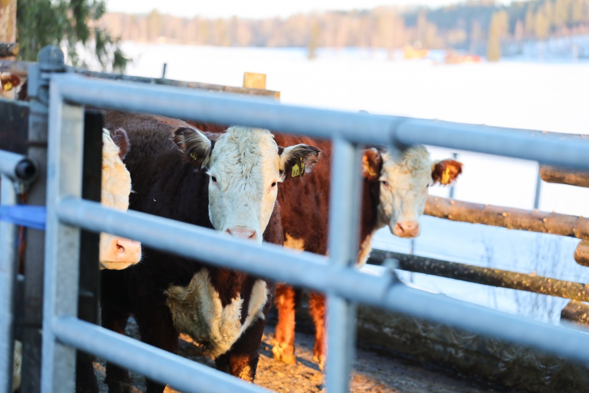 Missä yrittäjien ystävät nyt ovat?