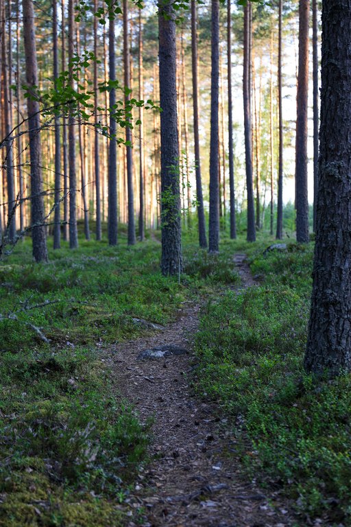 Kolumni: Viihtyisä kaupunki on vetovoimainen