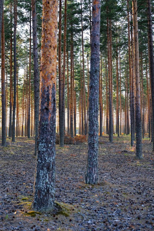 Mäntymetsä