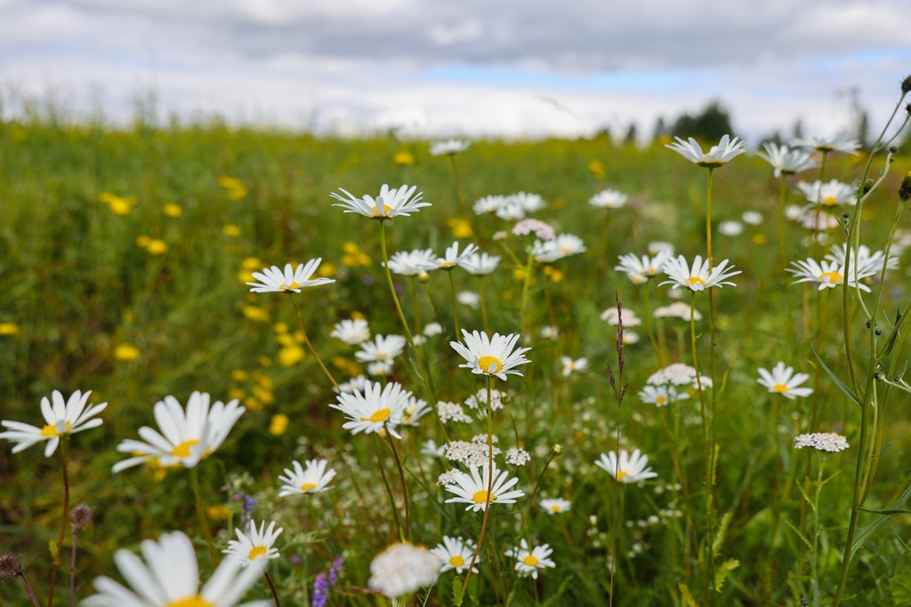 Niittymaisema